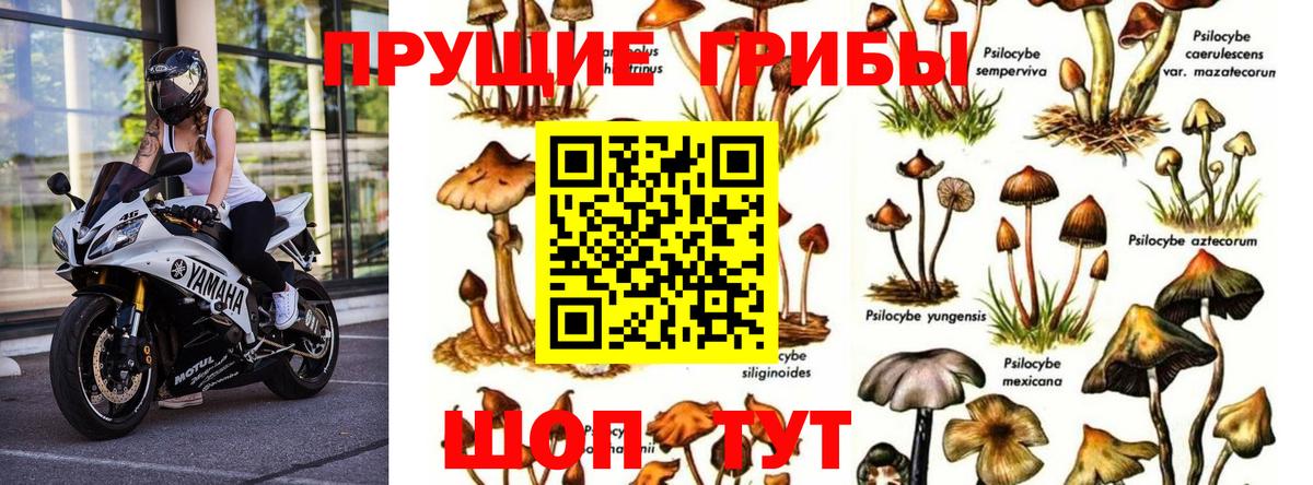 Галлюциногенные грибы Psilocybe  Вход с VPN  Гагарин 